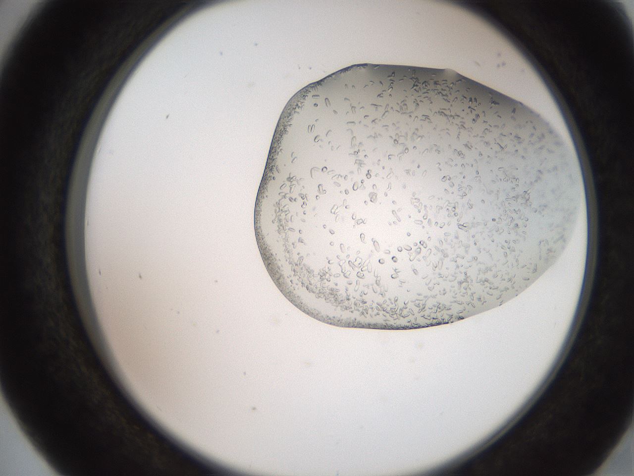 folderID205_plateID2205_batchID9904_wellNum41_profileID1_d2_r150024_ef.jpg