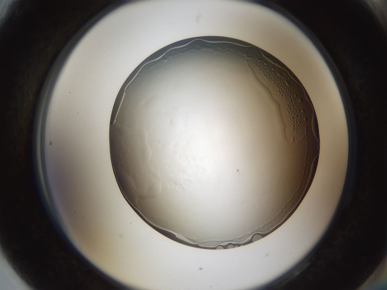 folderID206_plateID1206_batchID3450_wellNum90_profileID1_d2_r67123_ef.jpg