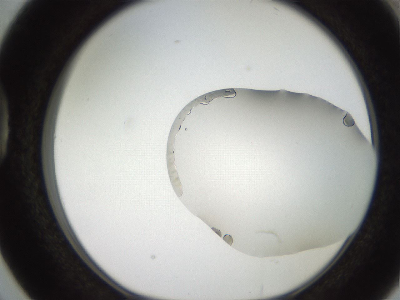 folderID206_plateID2206_batchID10095_wellNum38_profileID1_d1_r149825_ef.jpg
