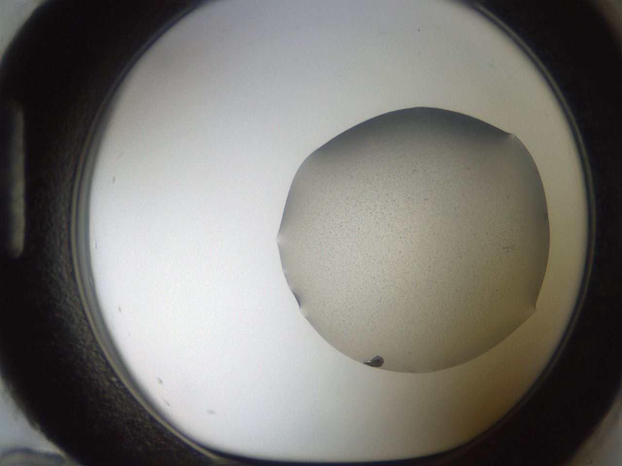 folderID206_plateID2206_batchID9775_wellNum96_profileID1_d1_r149941_ef.jpg