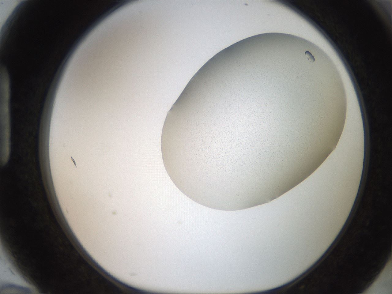 folderID206_plateID2206_batchID9795_wellNum94_profileID1_d1_r149937_ef.jpg
