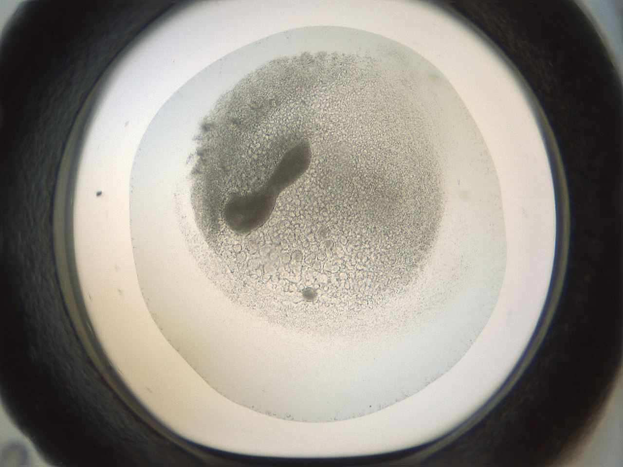 folderID207_plateID1207_batchID3330_wellNum59_profileID1_d1_r67732_ef.jpg