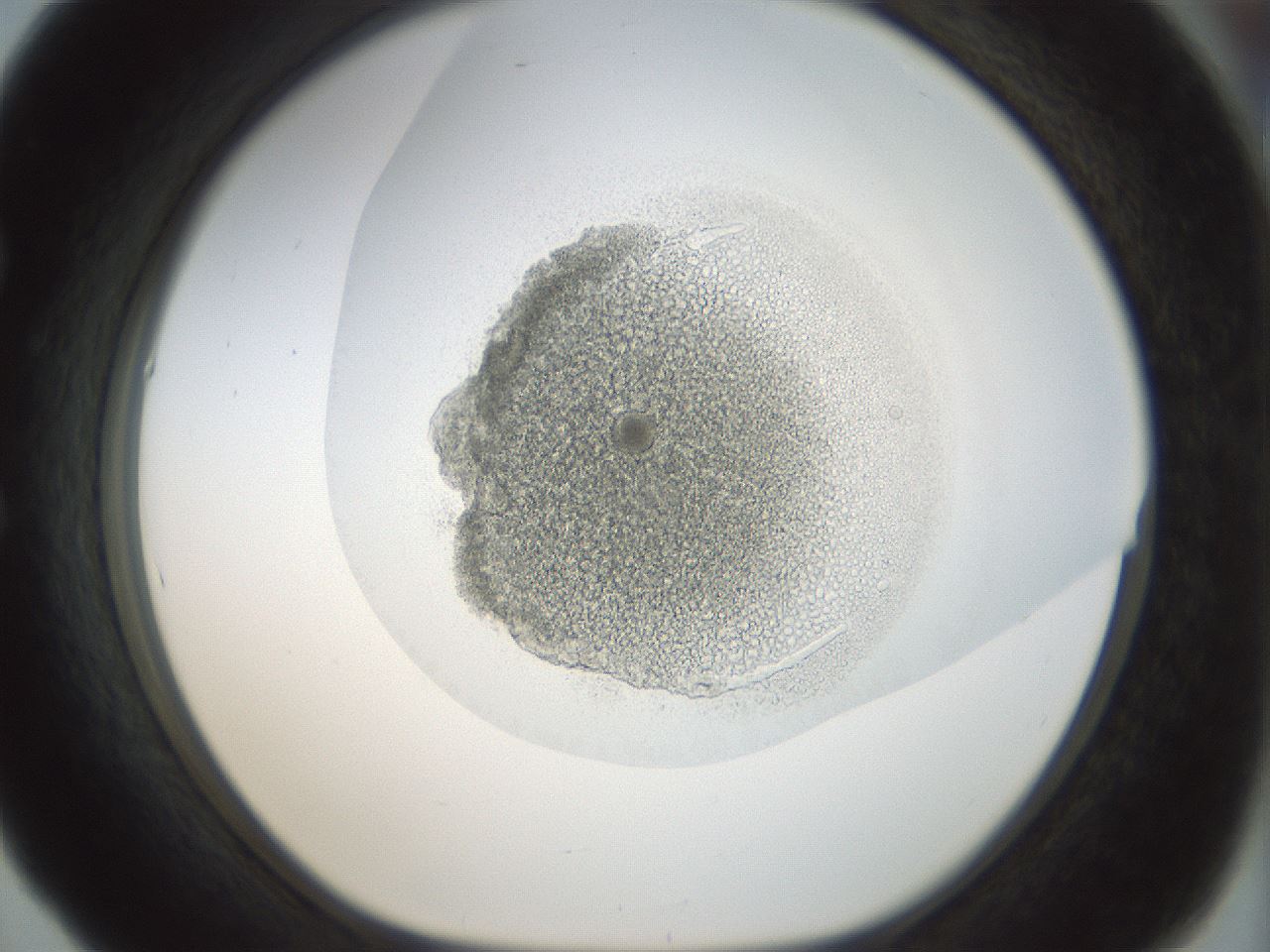 folderID207_plateID1207_batchID3621_wellNum53_profileID1_d1_r67720_ef.jpg