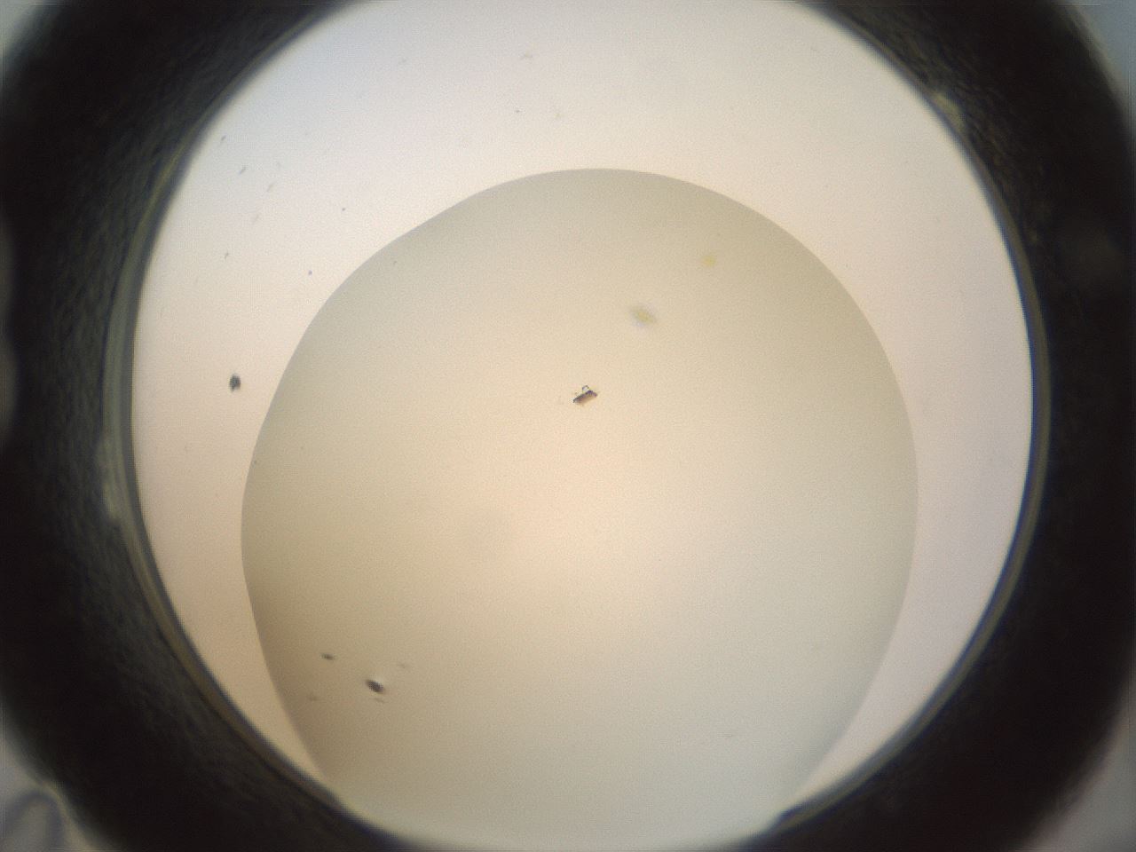 folderID209_plateID1209_batchID3435_wellNum23_profileID1_d1_r69196_ef.jpg