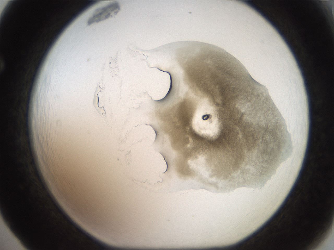 folderID20_plateID3020_batchID16496_wellNum65_profileID1_d1_r252227_ef.jpg