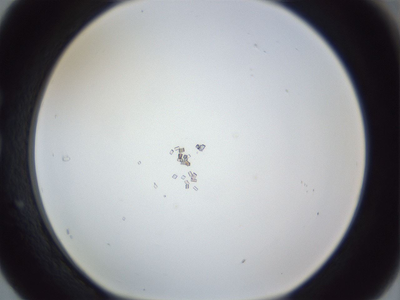 folderID216_plateID1216_batchID3334_wellNum29_profileID1_d1_r68152_ef.jpg