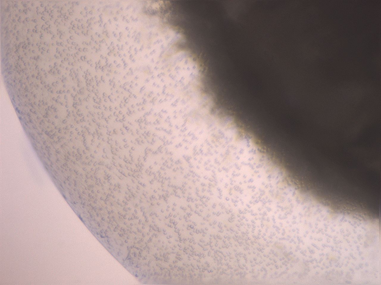 folderID22_plateID3022_batchID16463_wellNum24_profileID1_d2_r252484_ef.jpg