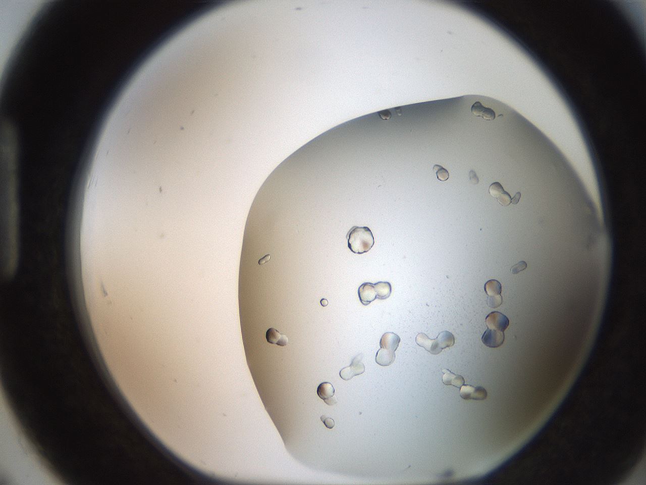 folderID235_plateID2235_batchID10059_wellNum91_profileID1_d1_r154549_ef.jpg