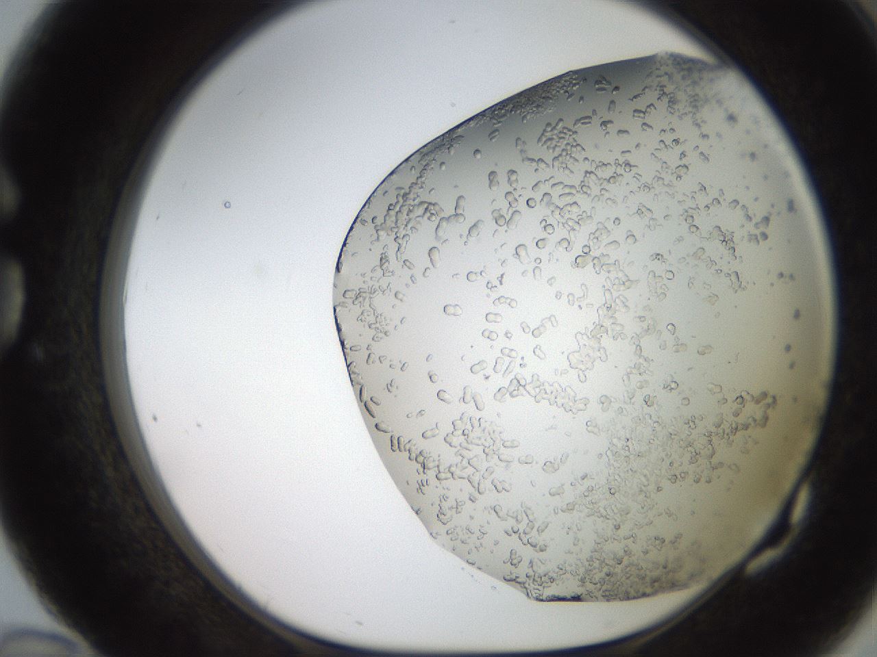 folderID235_plateID2235_batchID9984_wellNum82_profileID1_d1_r154540_ef.jpg