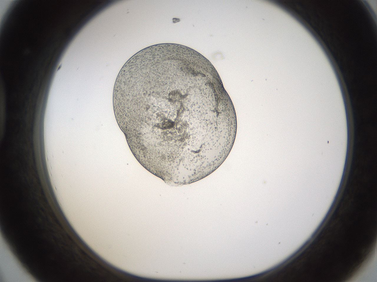 folderID237_plateID1237_batchID3801_wellNum44_profileID1_d1_r72173_ef.jpg