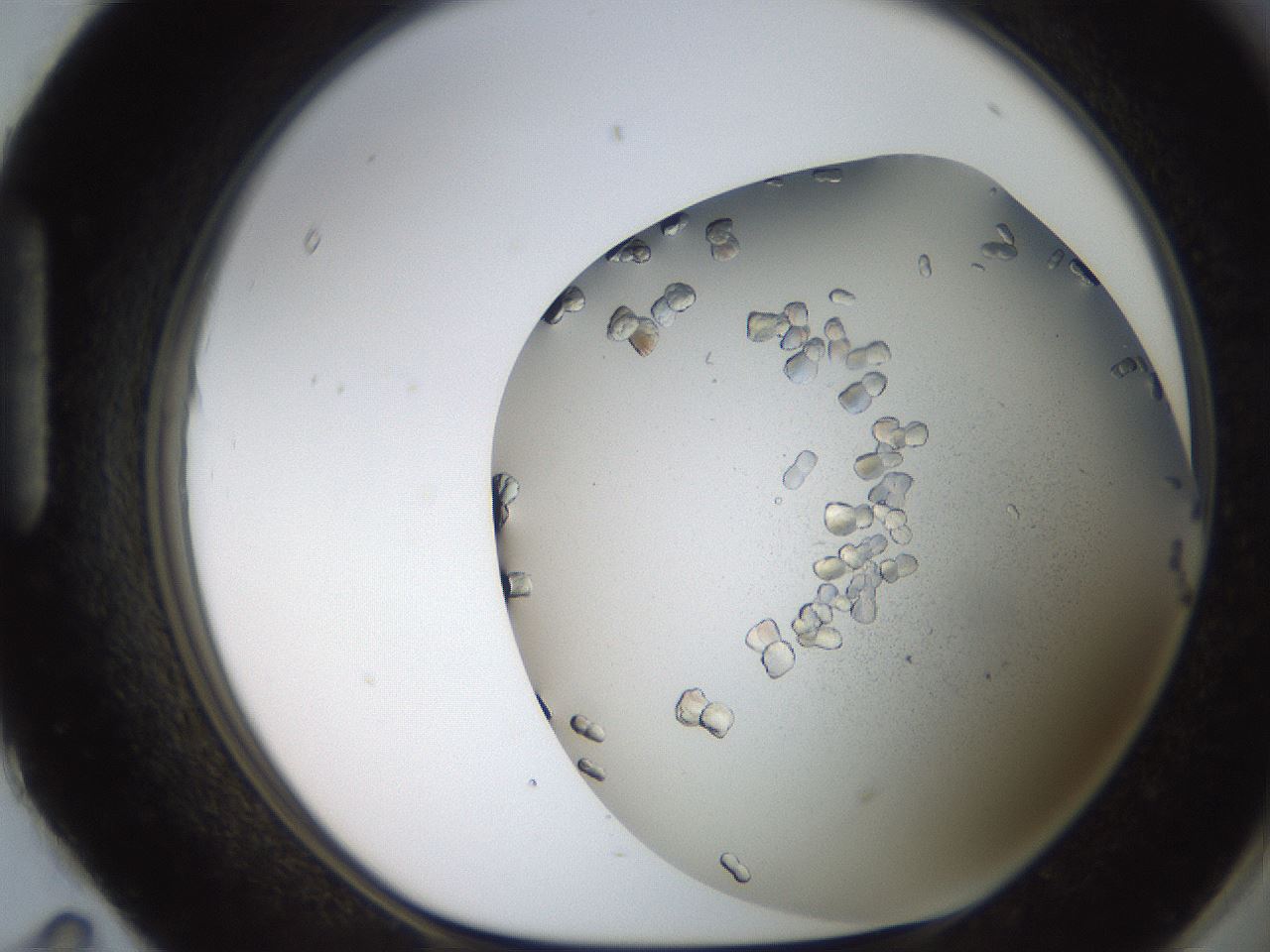 folderID235_plateID2235_batchID10019_wellNum95_profileID1_d1_r154553_ef.jpg