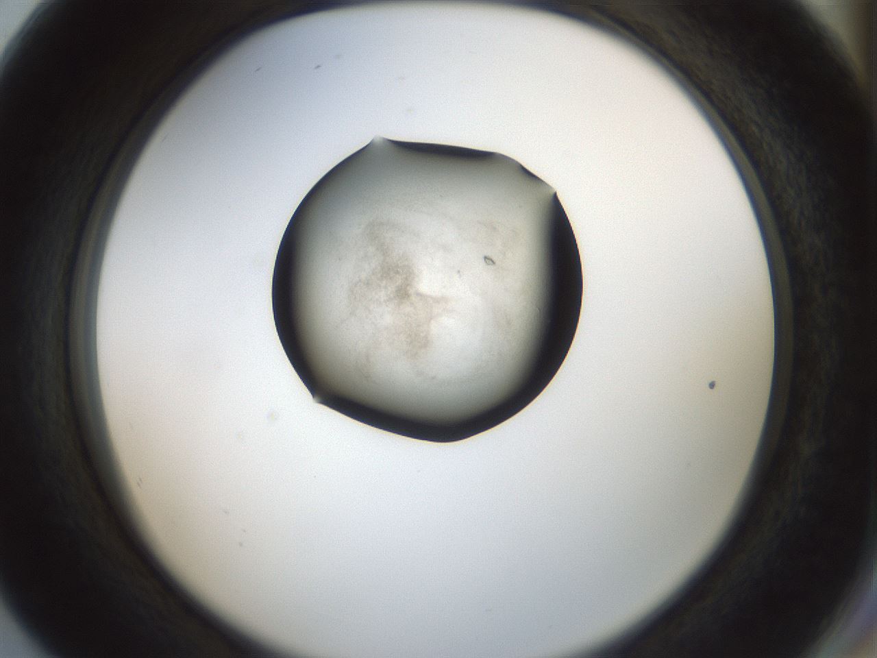 folderID238_plateID3238_batchID18262_wellNum80_profileID1_d2_r285154_ef.jpg