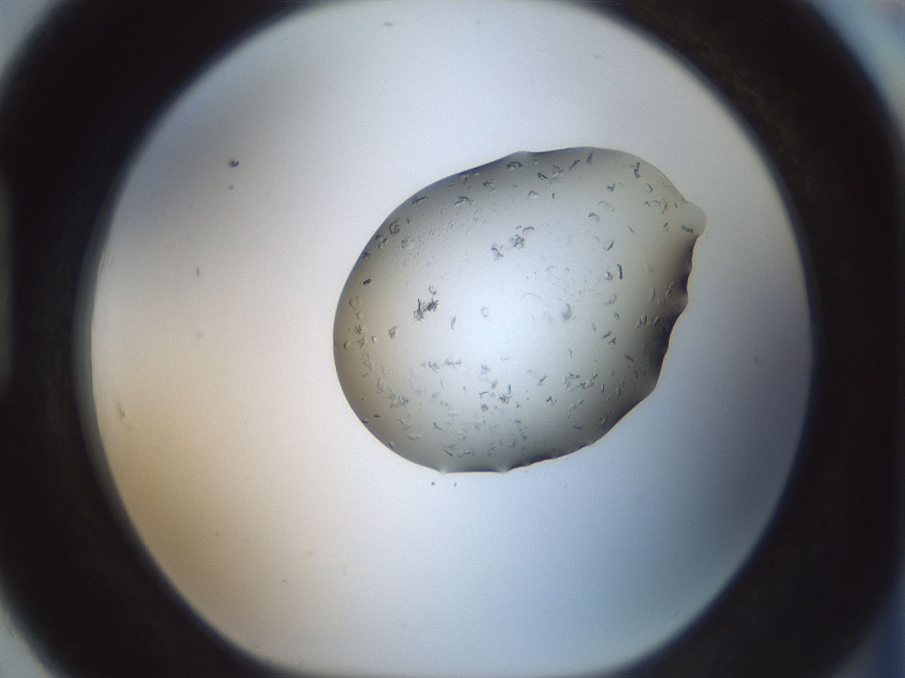 folderID238_plateID3238_batchID18262_wellNum91_profileID1_d1_r285175_ef.jpg