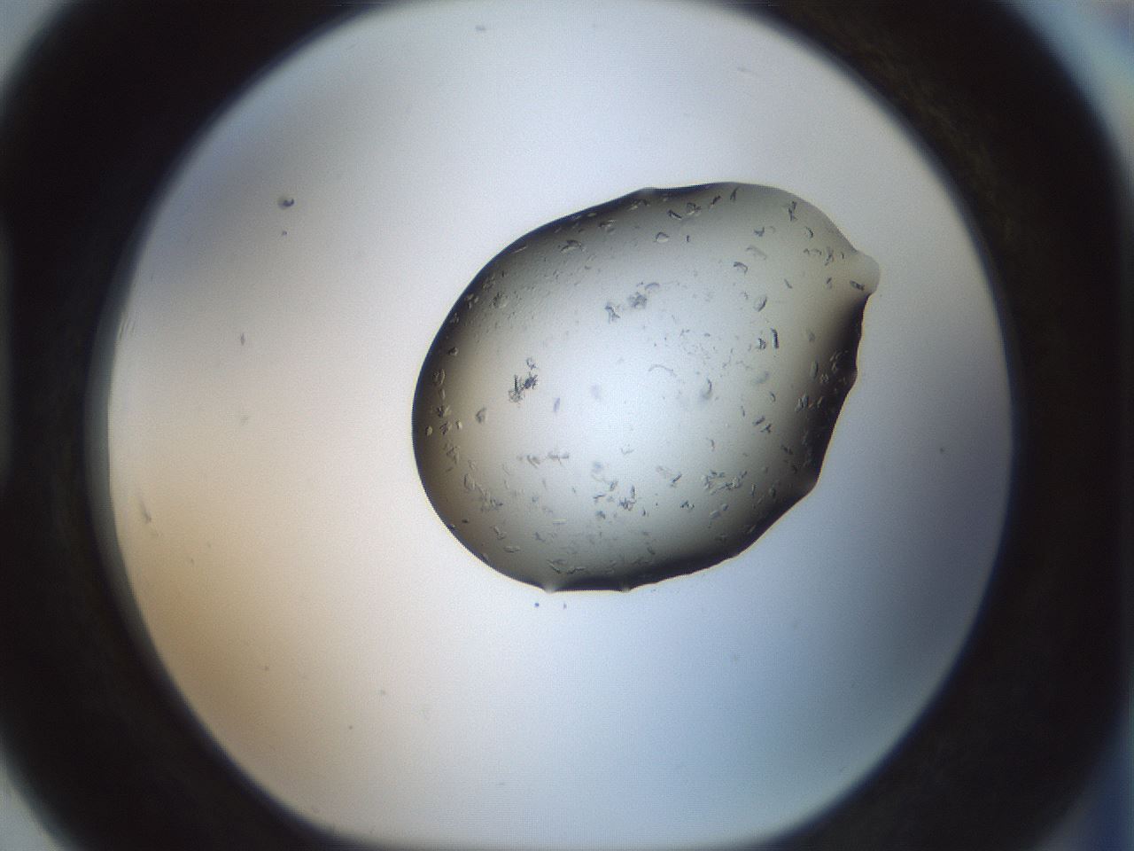 folderID238_plateID3238_batchID18489_wellNum91_profileID1_d1_r285175_ef.jpg