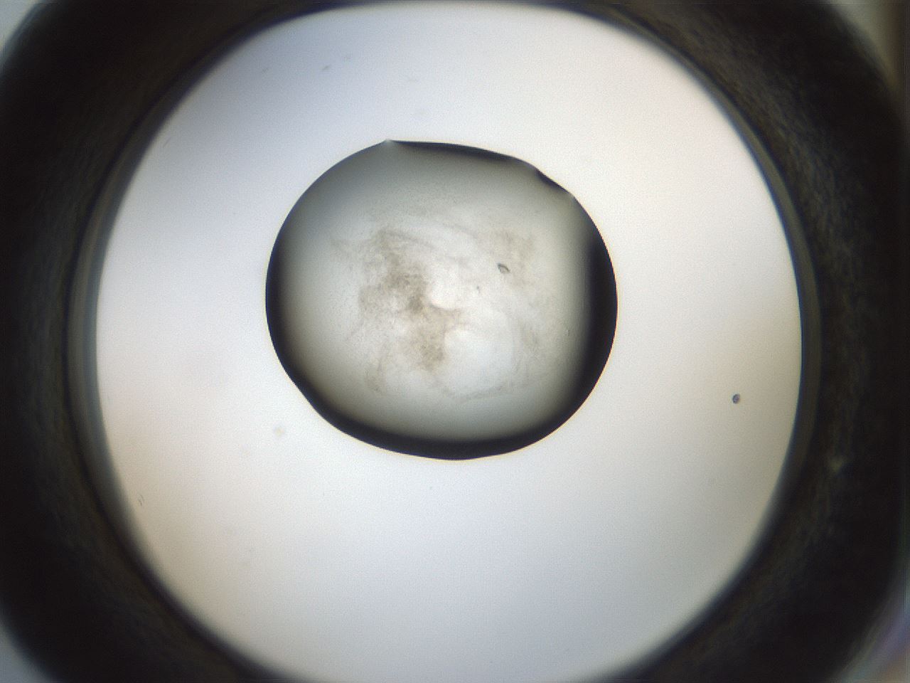 folderID238_plateID3238_batchID19208_wellNum80_profileID1_d2_r285154_ef.jpg