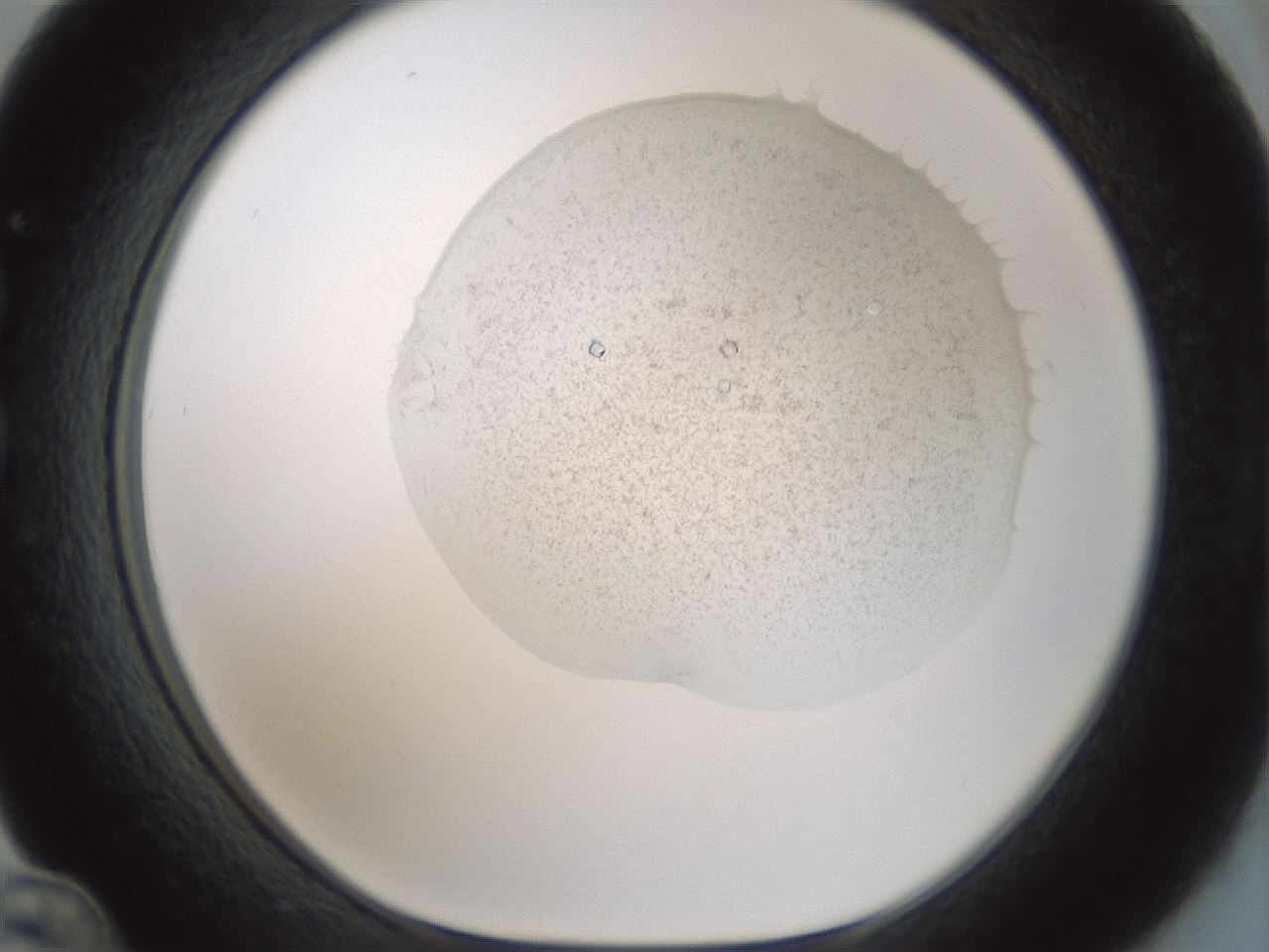 folderID239_plateID3239_batchID19198_wellNum36_profileID1_d1_r282953_ef.jpg