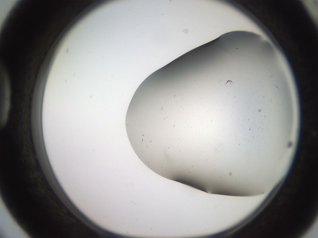 folderID241_plateID2241_batchID10057_wellNum42_profileID1_d1_r154907_ef.jpg