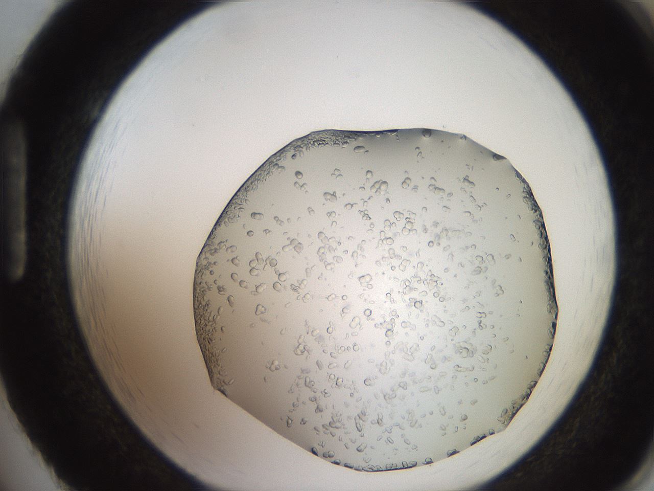 folderID241_plateID2241_batchID10084_wellNum86_profileID1_d1_r154951_ef.jpg