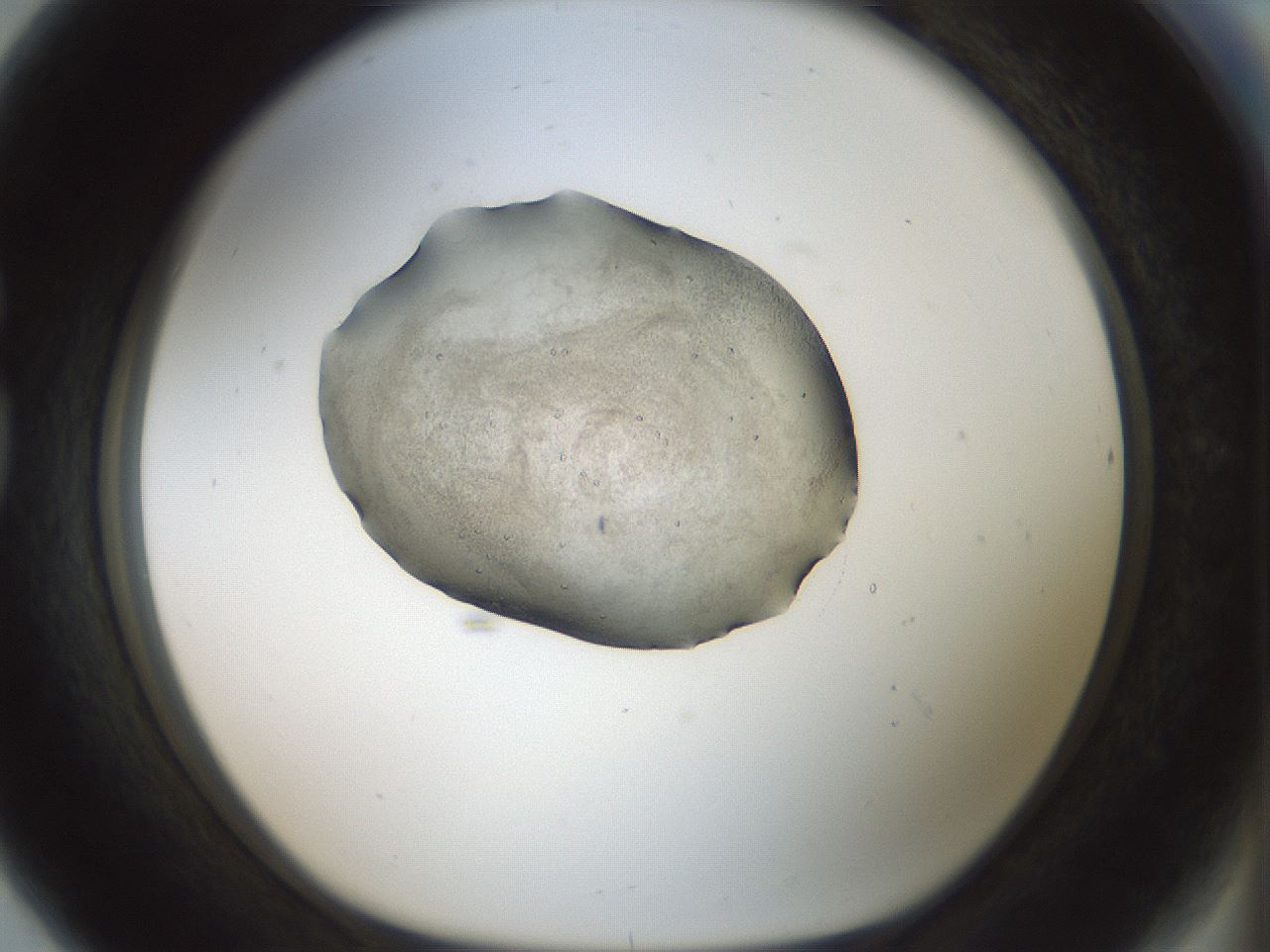 folderID238_plateID3238_batchID18360_wellNum80_profileID1_d1_r285153_ef.jpg