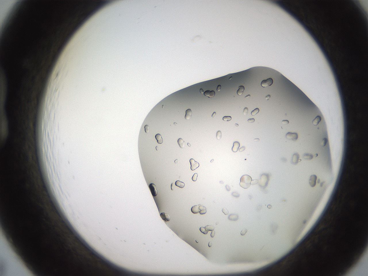 folderID241_plateID2241_batchID10147_wellNum19_profileID1_d1_r154884_ef.jpg