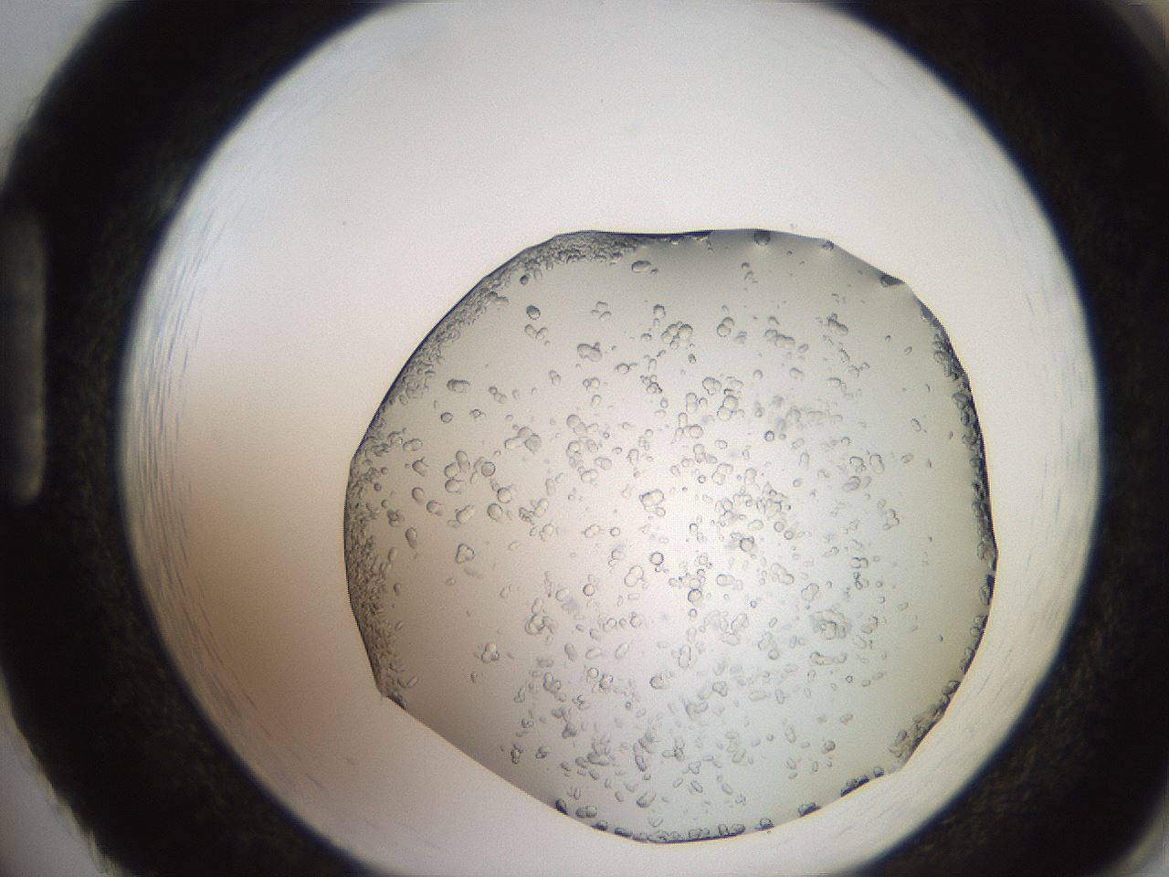 folderID241_plateID2241_batchID10322_wellNum86_profileID1_d1_r154951_ef.jpg
