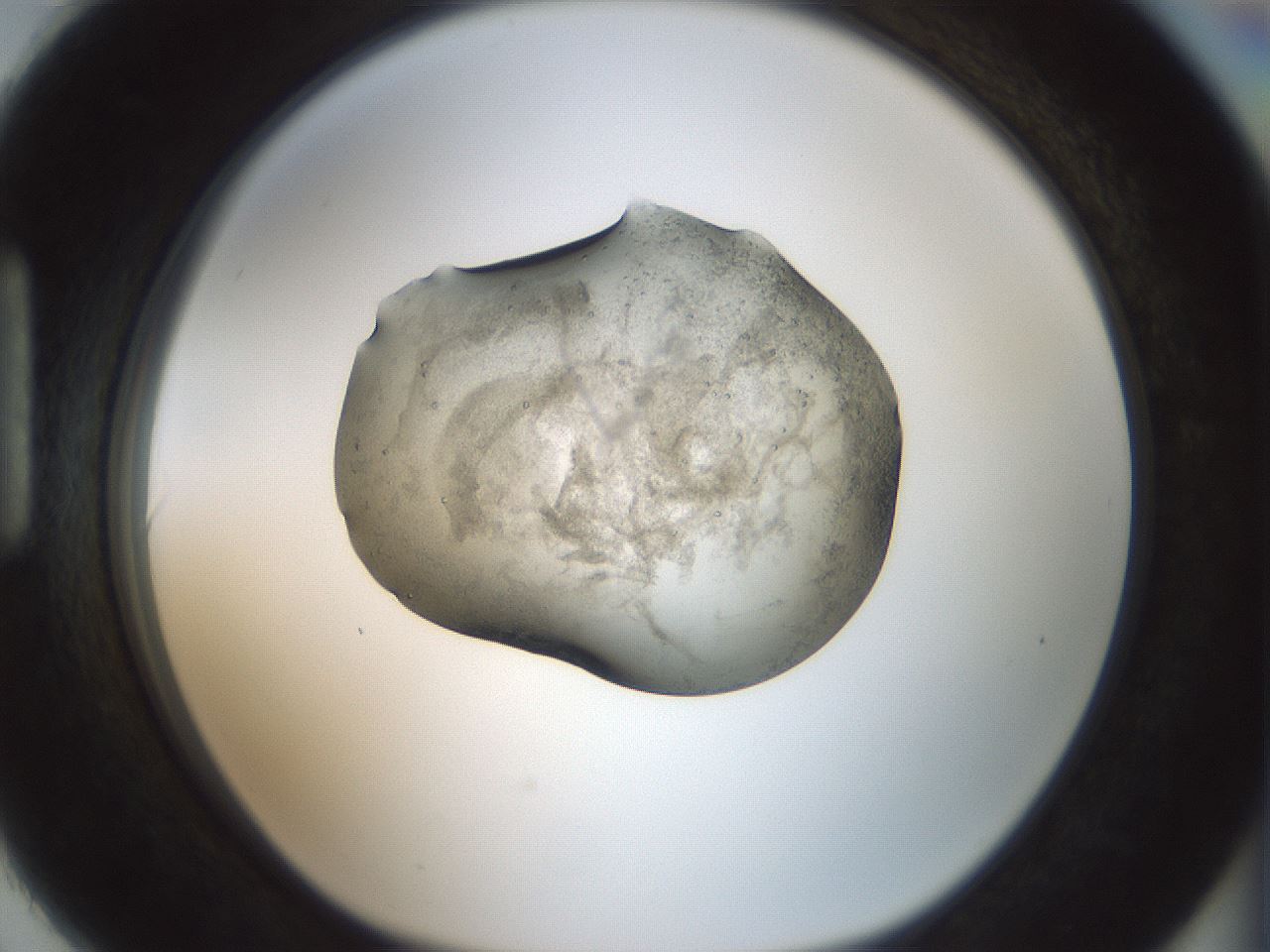 folderID241_plateID3241_batchID18396_wellNum90_profileID1_d1_r284021_ef.jpg
