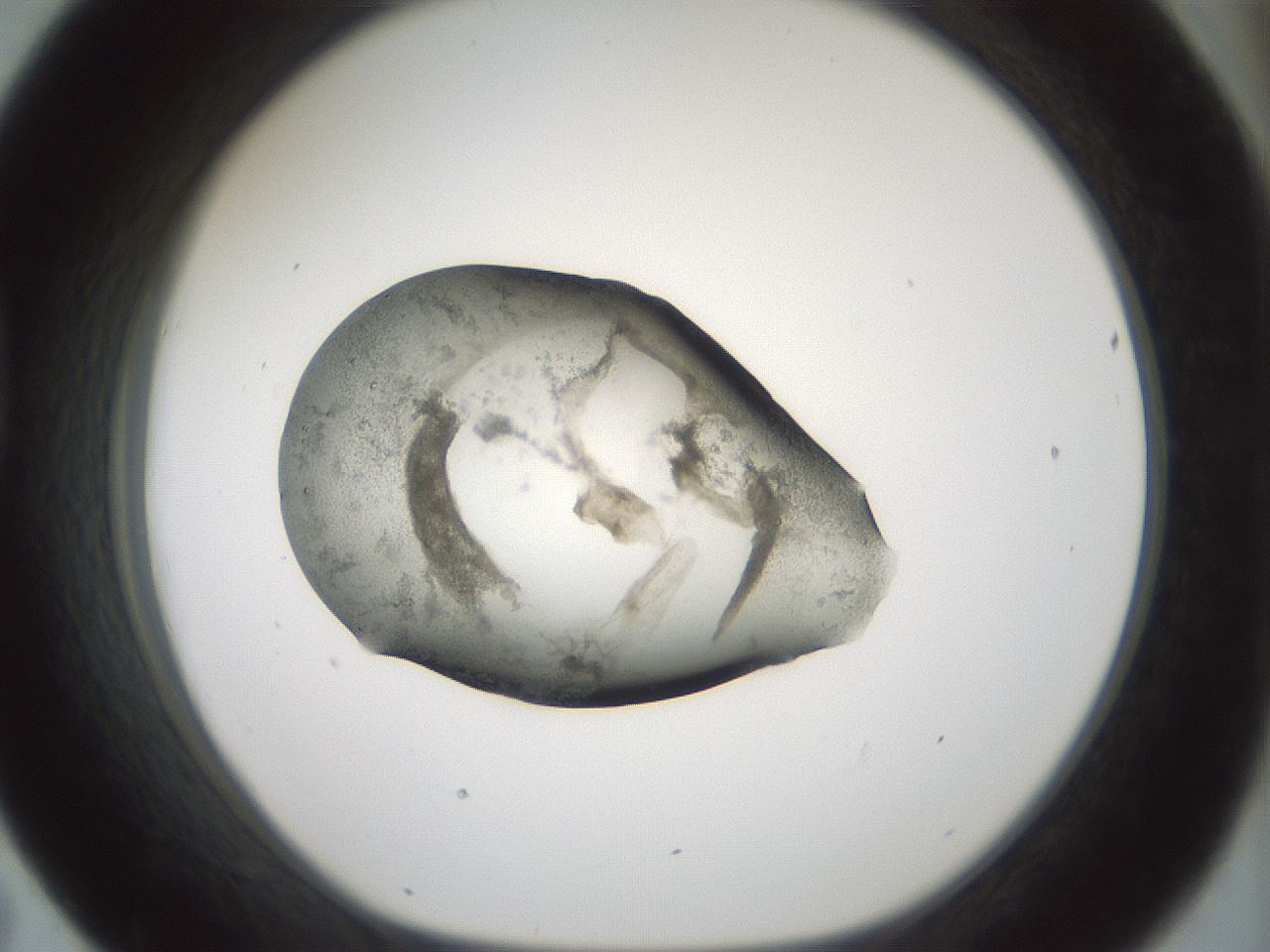 folderID241_plateID3241_batchID19203_wellNum43_profileID1_d1_r283927_ef.jpg