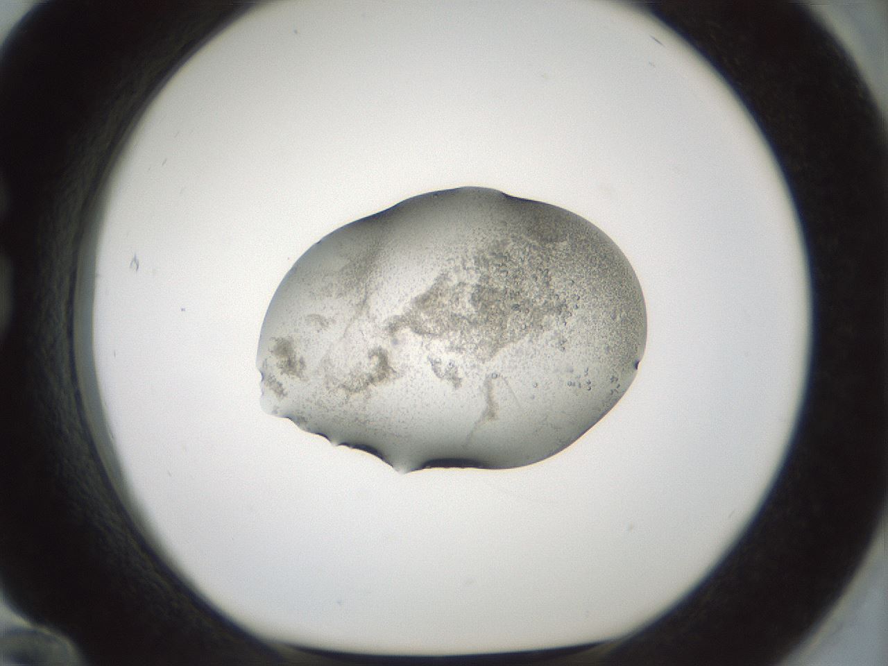 folderID241_plateID3241_batchID19203_wellNum84_profileID1_d1_r284009_ef.jpg