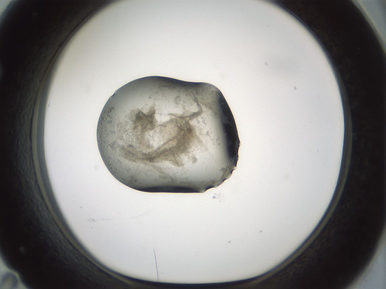 folderID241_plateID3241_batchID19740_wellNum71_profileID1_d1_r283983_ef.jpg