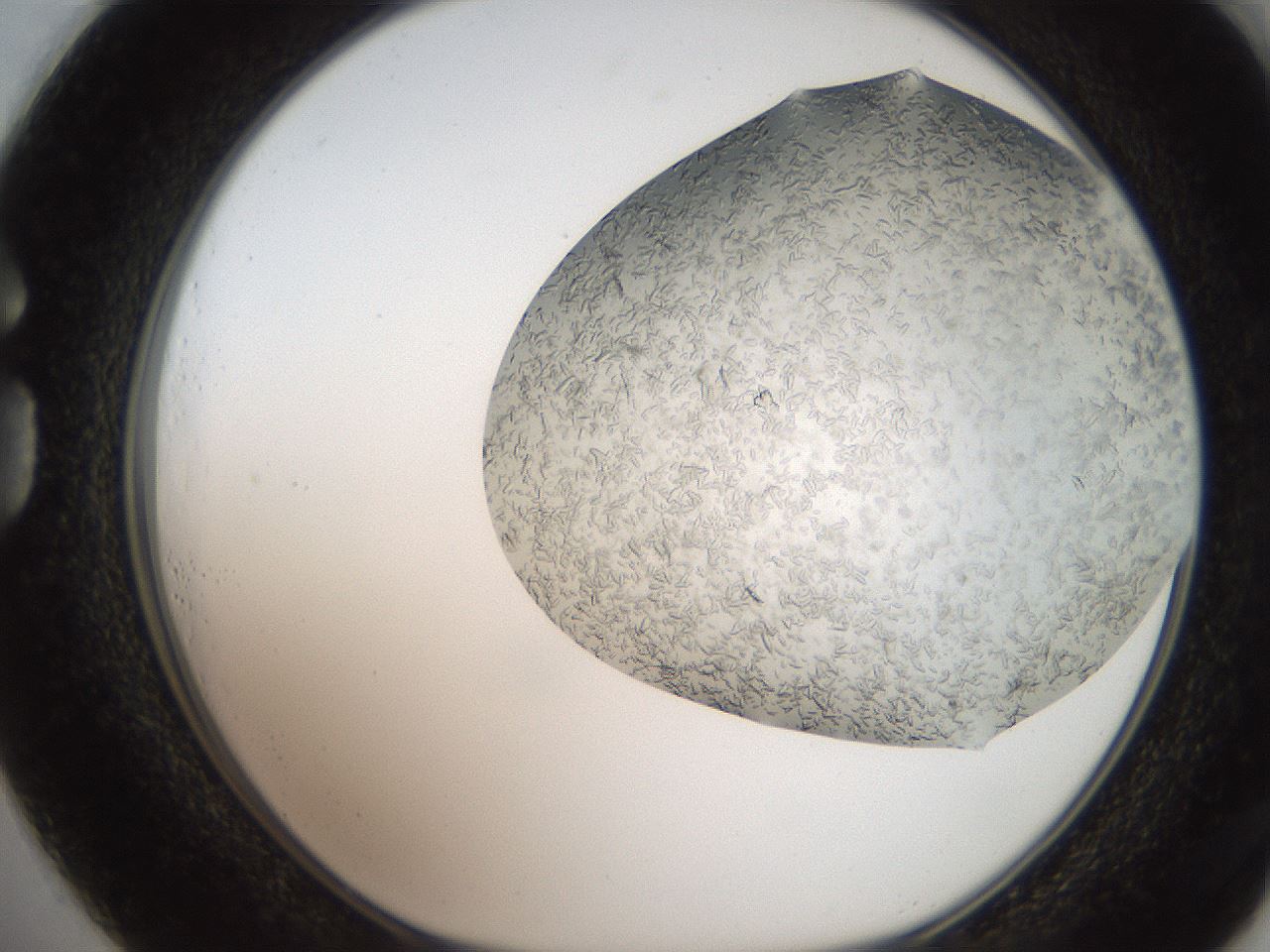 folderID242_plateID2242_batchID10101_wellNum73_profileID1_d1_r154842_ef.jpg