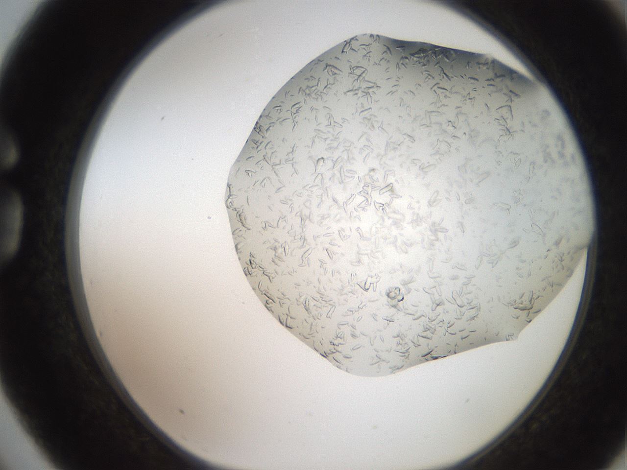 folderID242_plateID2242_batchID10101_wellNum75_profileID1_d1_r154844_ef.jpg