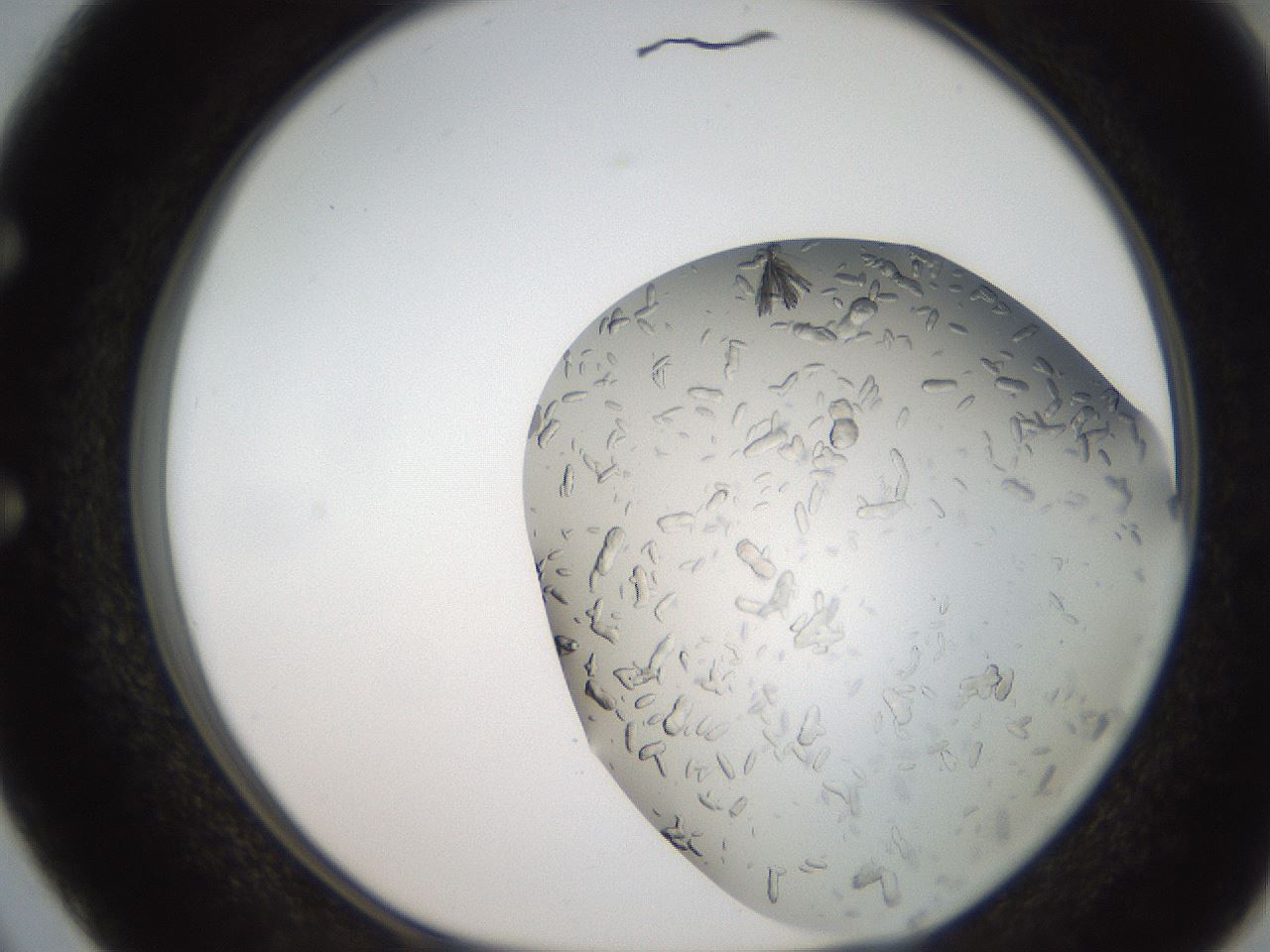 folderID242_plateID2242_batchID10142_wellNum50_profileID1_d1_r154819_ef.jpg