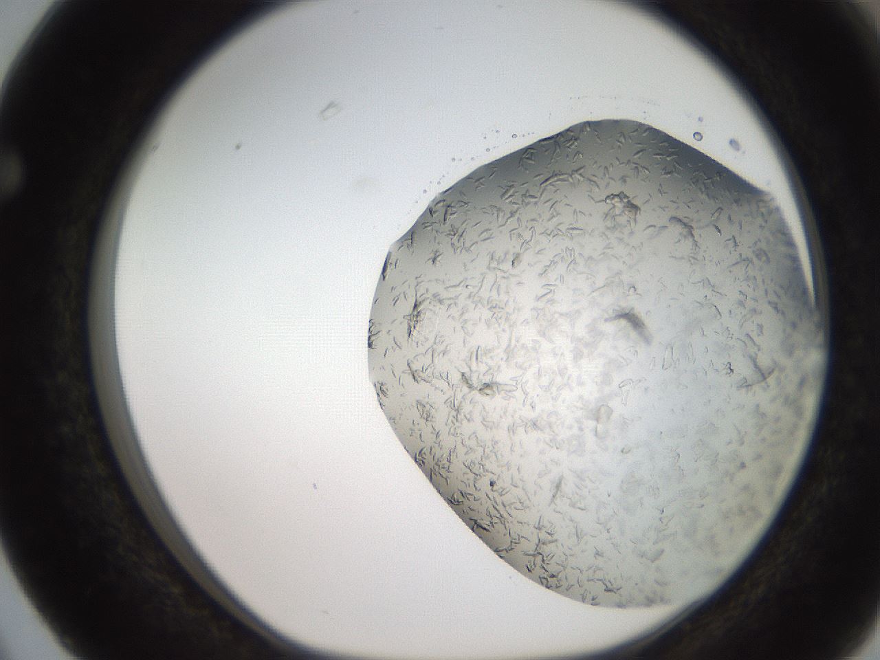 folderID242_plateID2242_batchID10656_wellNum63_profileID1_d1_r154832_ef.jpg