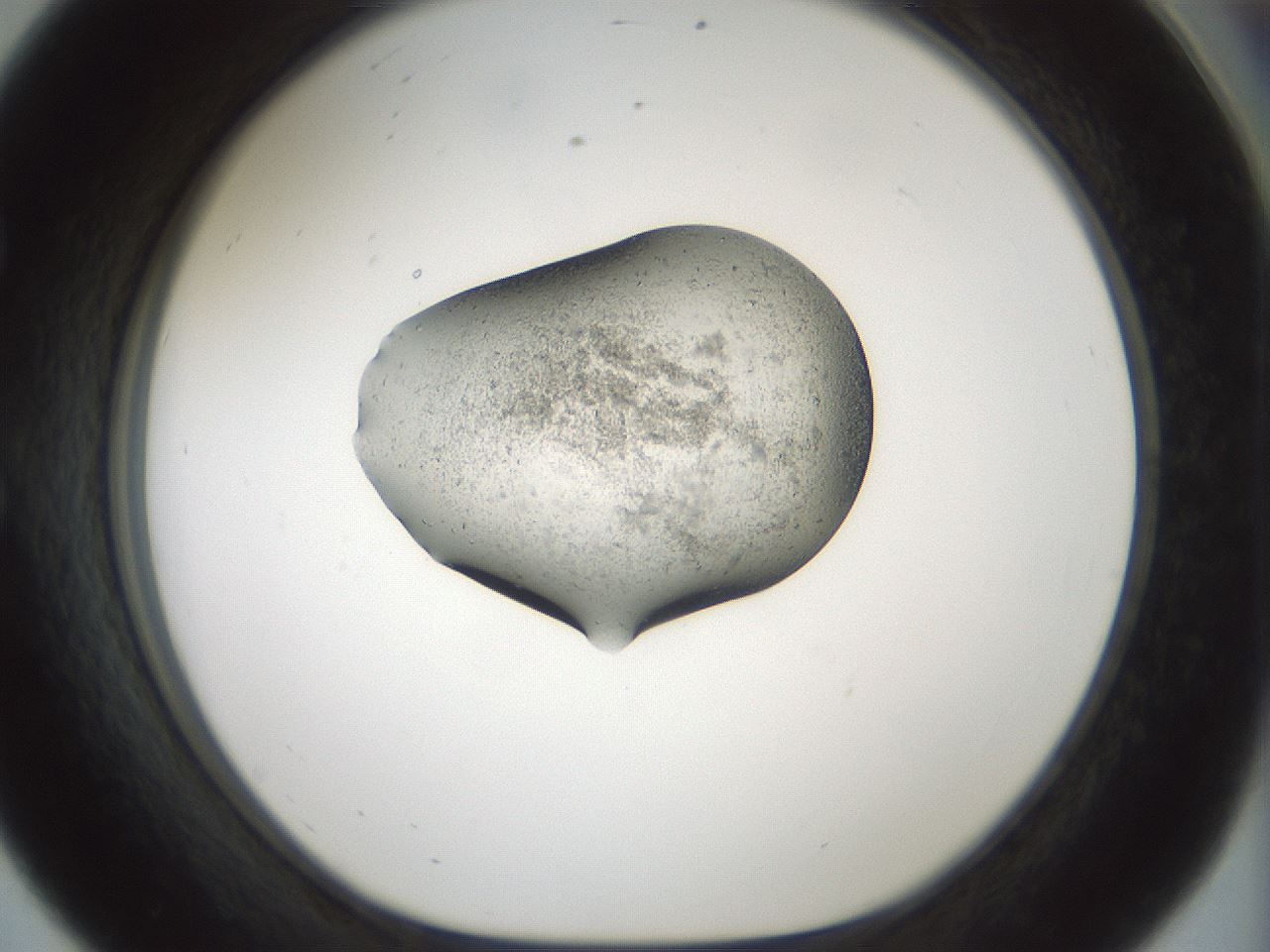 folderID242_plateID3242_batchID18296_wellNum56_profileID1_d1_r282609_ef.jpg