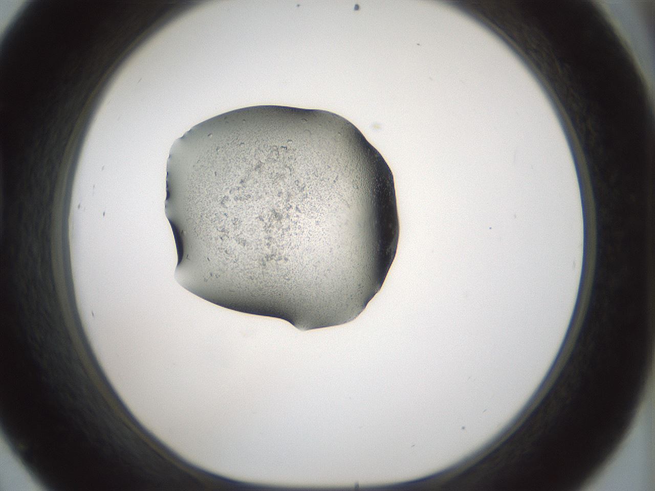folderID242_plateID3242_batchID18480_wellNum45_profileID1_d1_r282587_ef.jpg