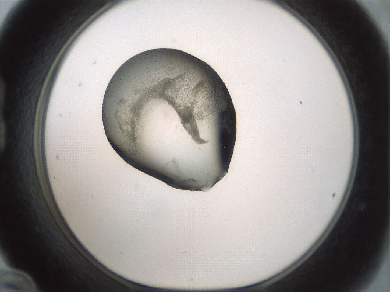 folderID242_plateID3242_batchID18917_wellNum24_profileID1_d1_r282545_ef.jpg