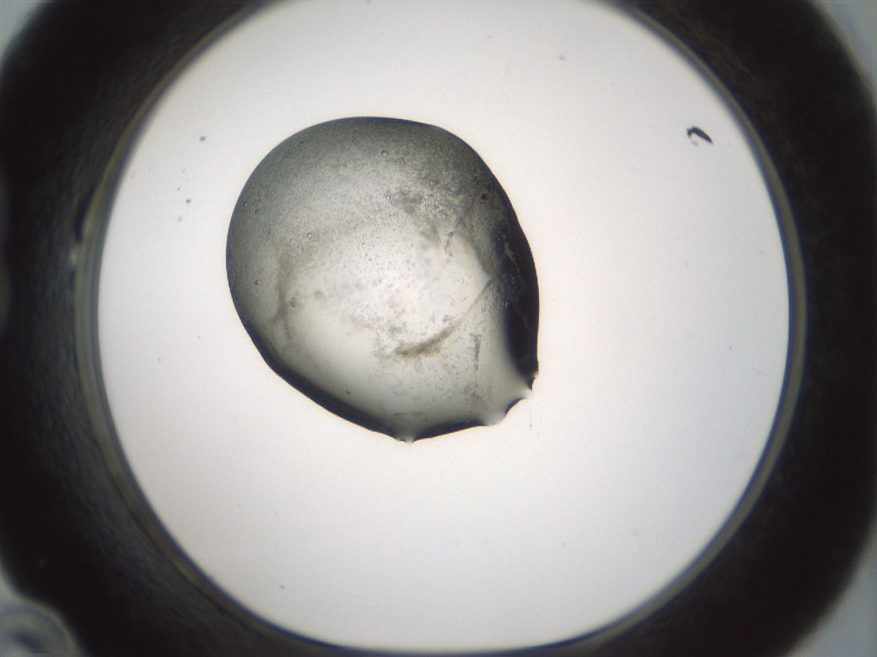 folderID242_plateID3242_batchID20092_wellNum22_profileID1_d1_r282541_ef.jpg