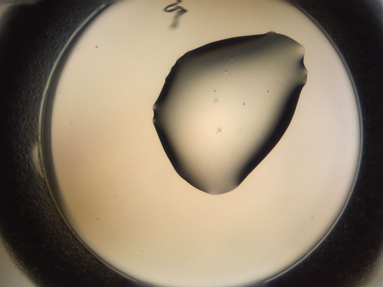 folderID244_plateID3244_batchID18594_wellNum24_profileID1_d2_r283506_ef.jpg