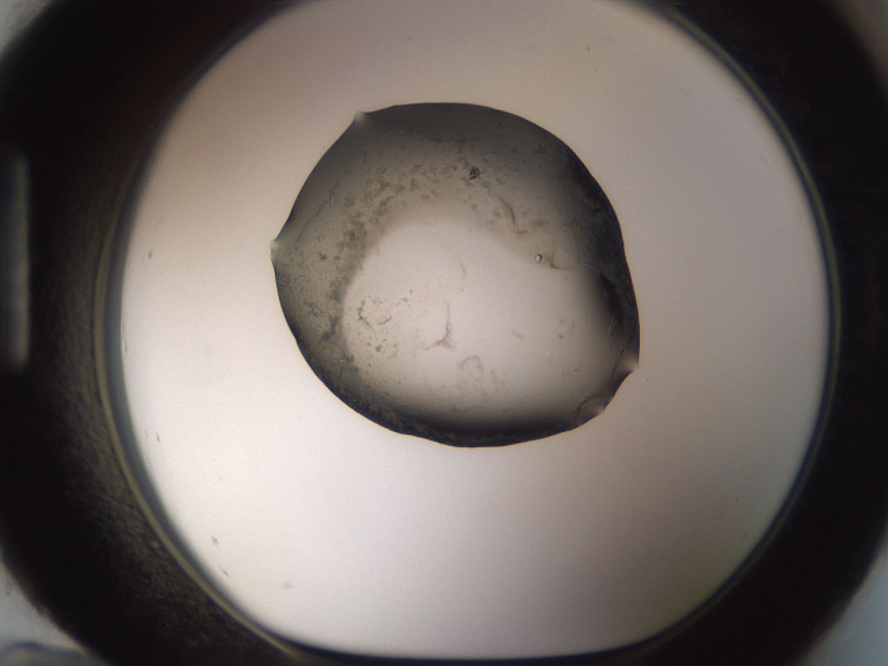 folderID244_plateID3244_batchID18924_wellNum96_profileID1_d1_r283649_ef.jpg