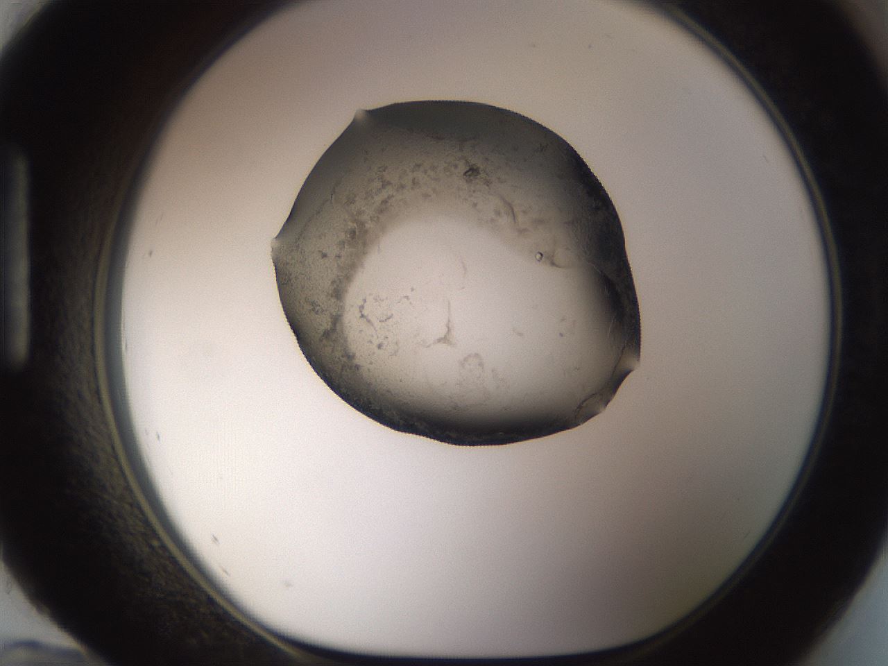 folderID244_plateID3244_batchID19205_wellNum96_profileID1_d1_r283649_ef.jpg