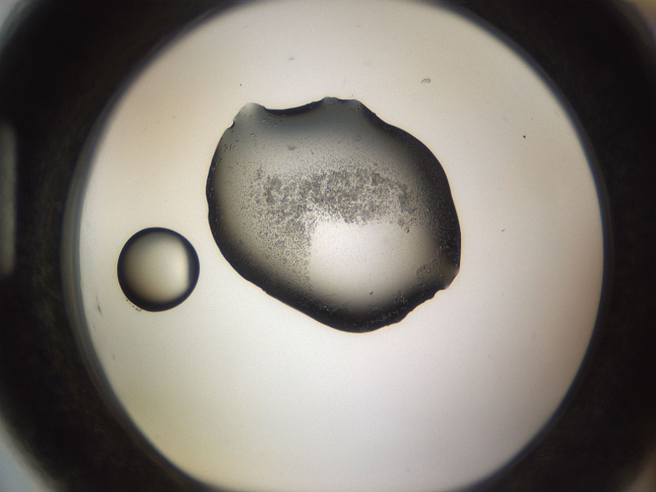 folderID245_plateID3245_batchID18348_wellNum89_profileID1_d1_r283443_ef.jpg