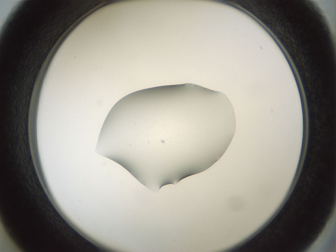 folderID248_plateID3248_batchID18336_wellNum37_profileID1_d2_r285644_ef.jpg