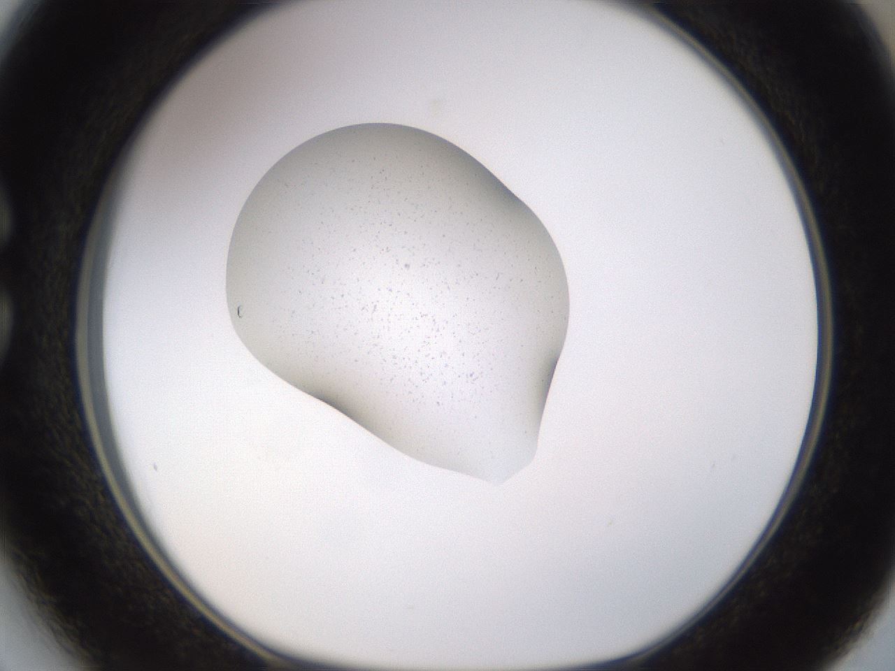 folderID249_plateID3249_batchID19236_wellNum27_profileID1_d1_r285815_ef.jpg