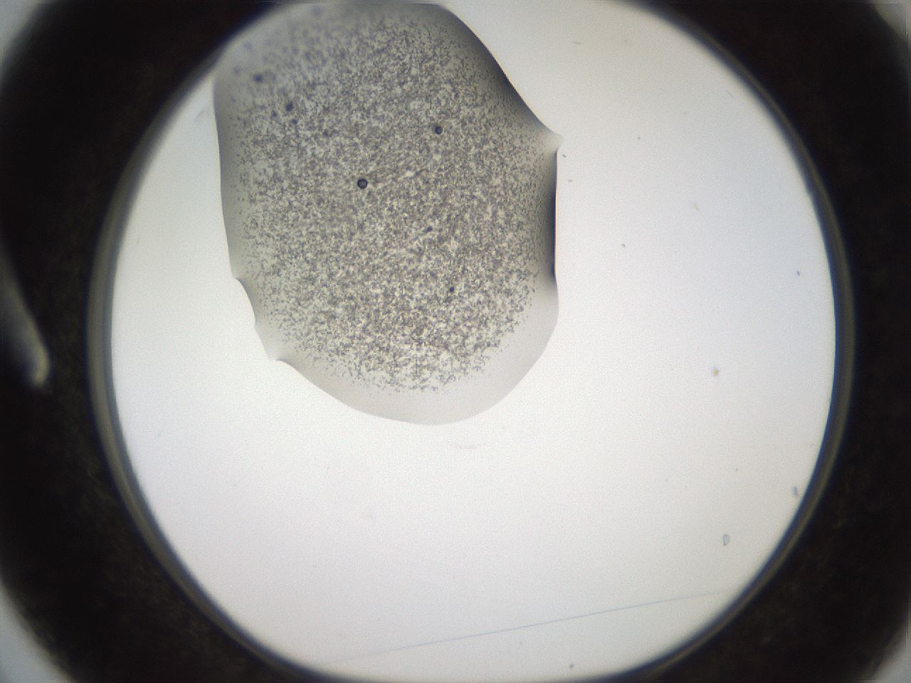 folderID257_plateID2257_batchID10278_wellNum3_profileID1_d1_r156614_ef.jpg