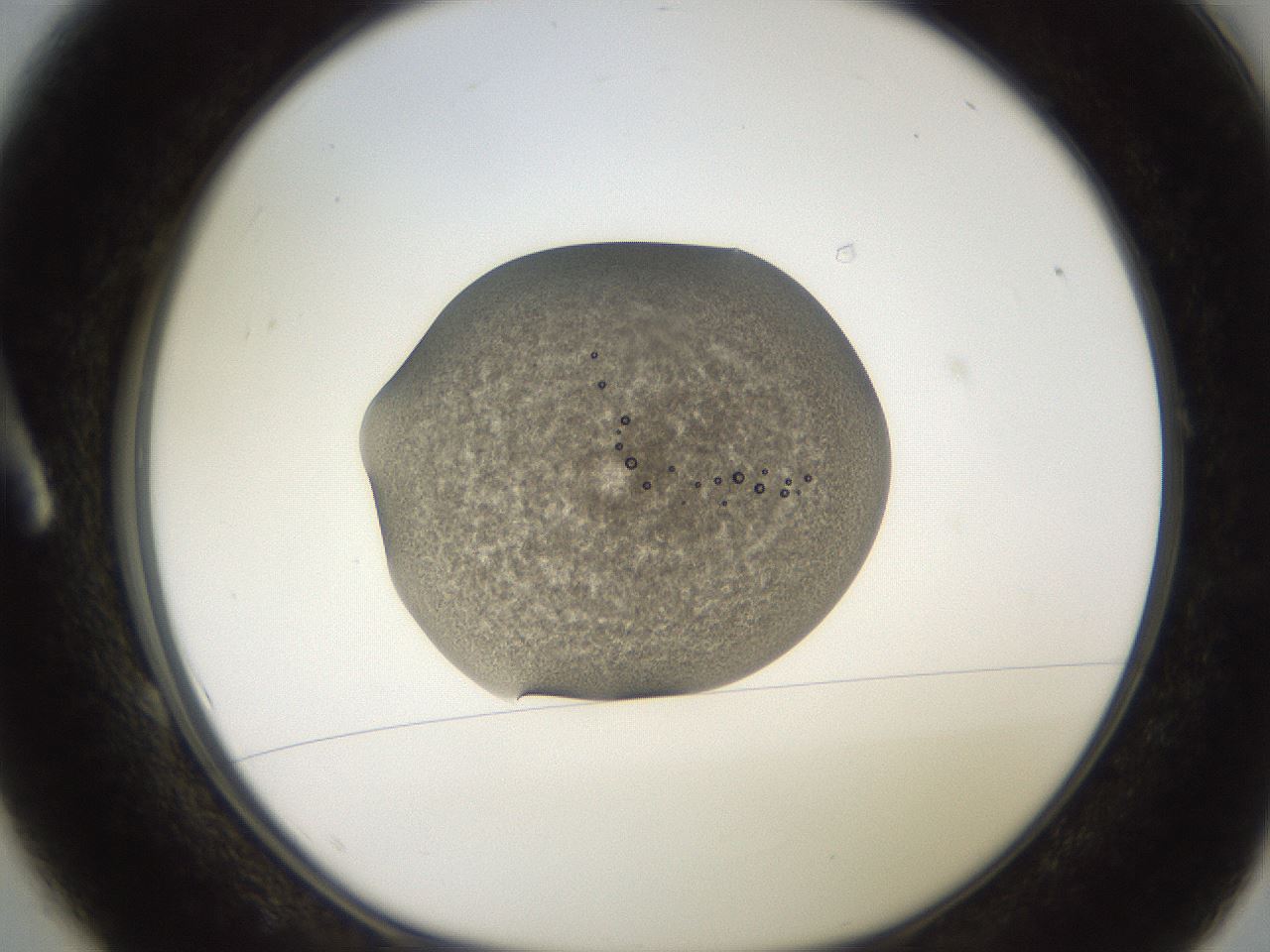 folderID258_plateID2258_batchID10191_wellNum1_profileID1_d1_r156802_ef.jpg