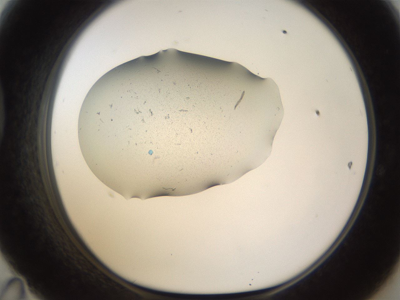 folderID259_plateID1259_batchID3818_wellNum47_profileID1_d1_r72806_ef.jpg