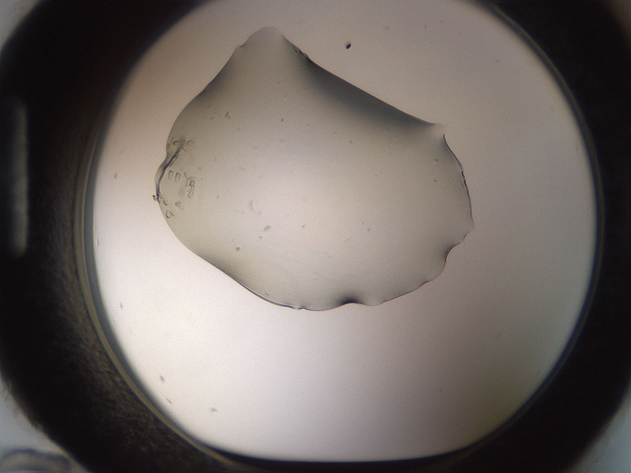 folderID259_plateID1259_batchID3873_wellNum96_profileID1_d1_r72855_ef.jpg