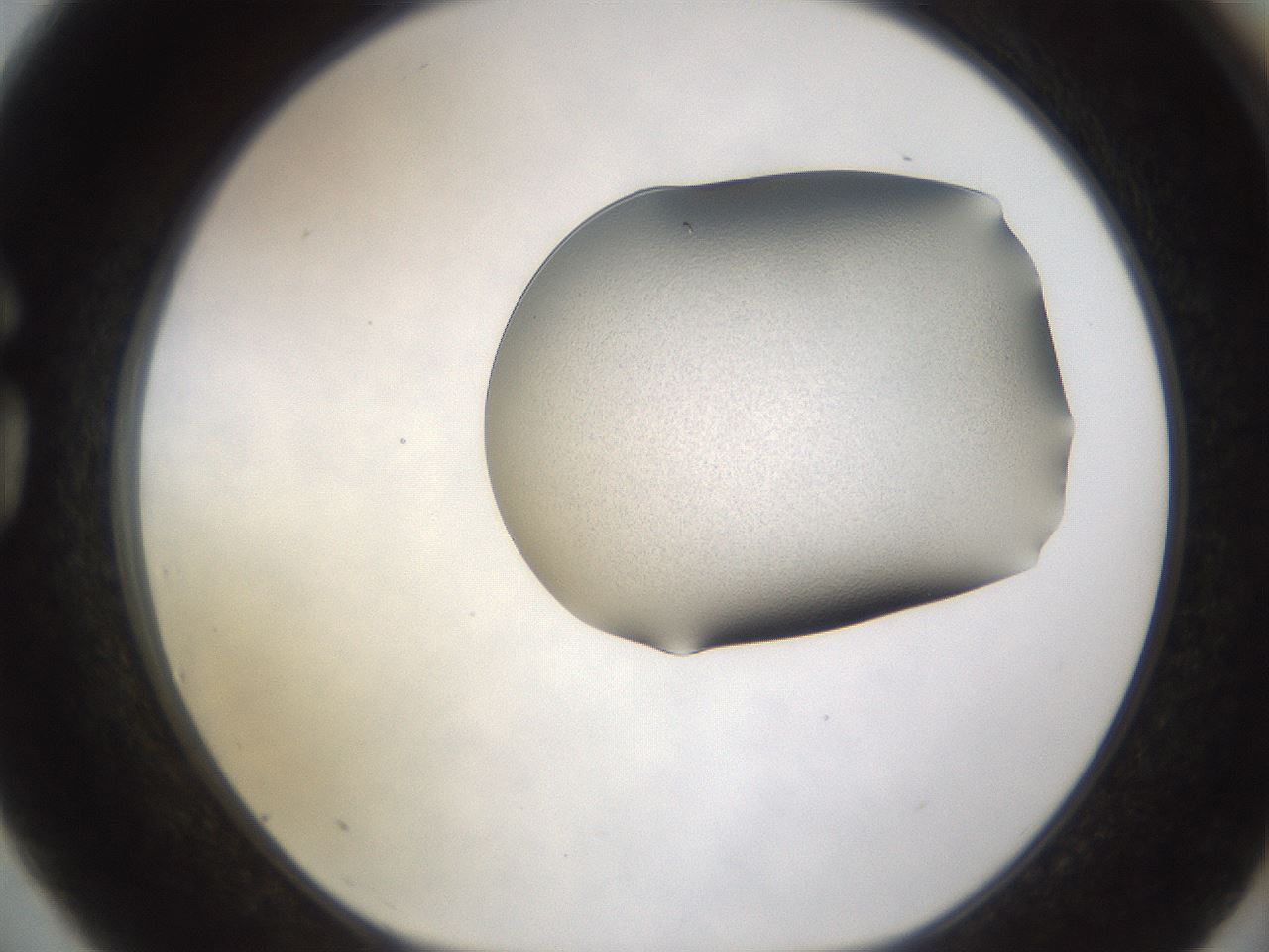 folderID260_plateID1260_batchID3791_wellNum75_profileID1_d1_r72930_ef.jpg
