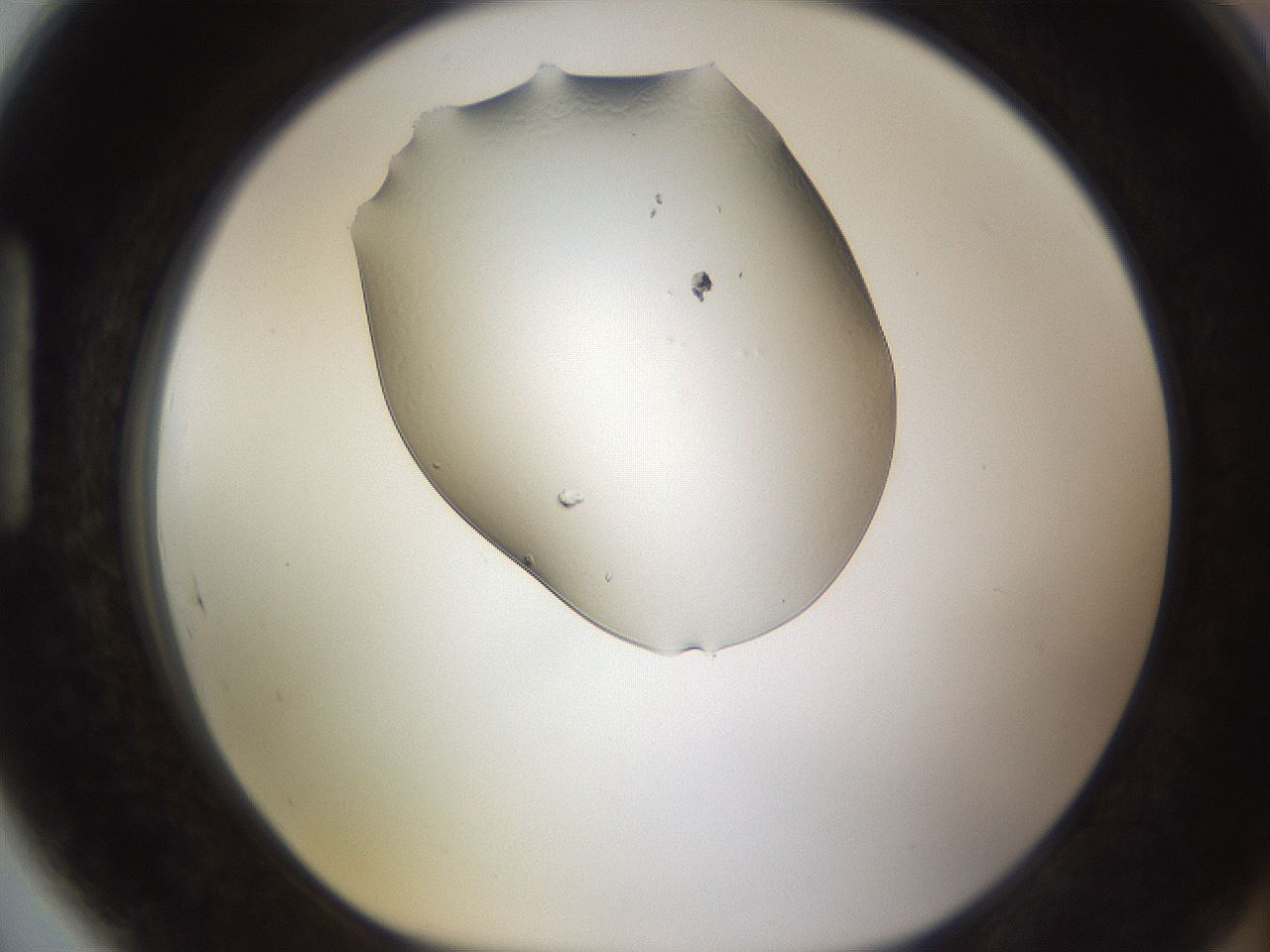 folderID260_plateID1260_batchID4346_wellNum89_profileID1_d1_r72944_ef.jpg