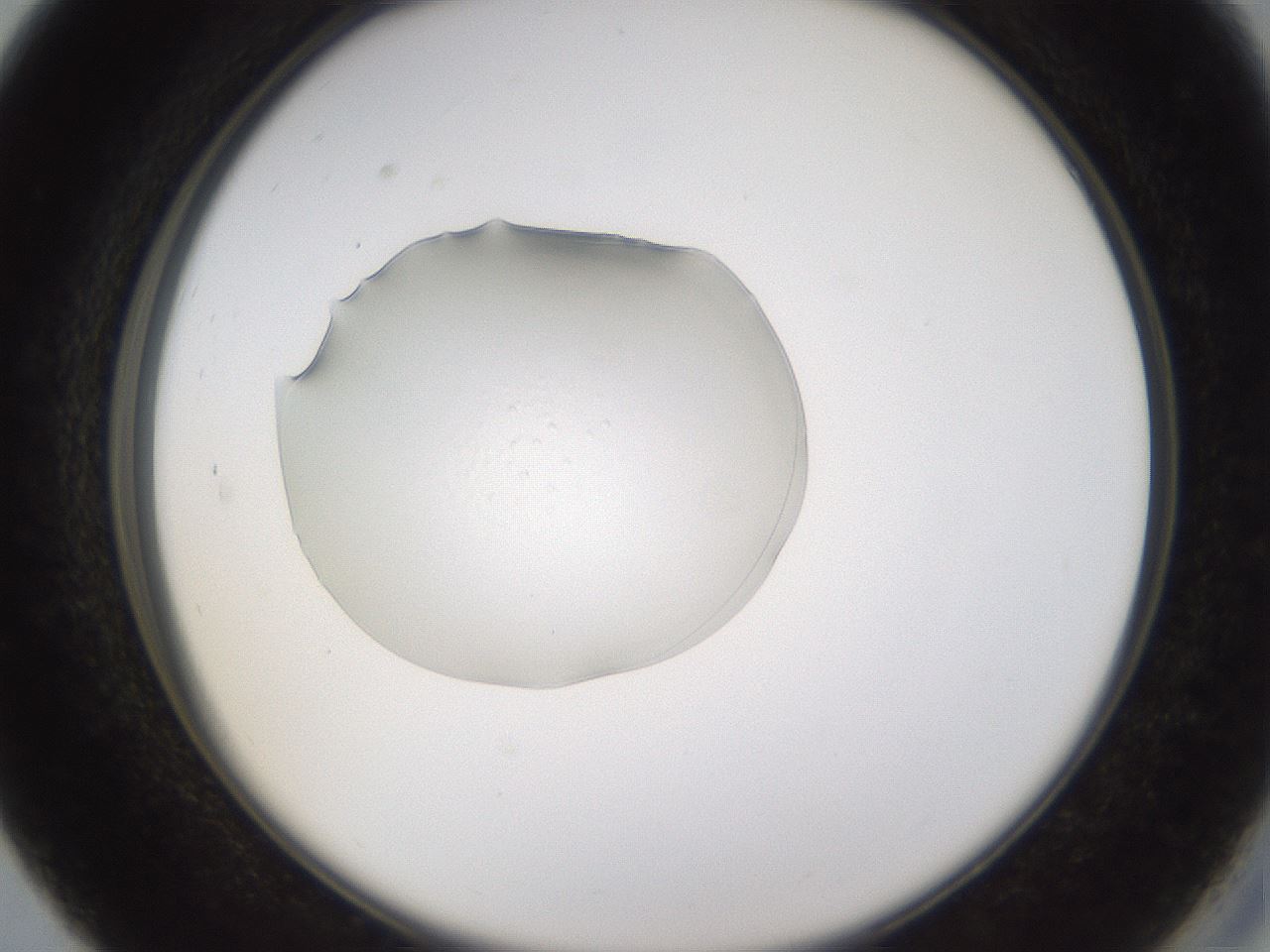 folderID263_plateID3263_batchID18555_wellNum27_profileID1_d2_r287172_ef.jpg